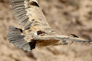 Aging vulture