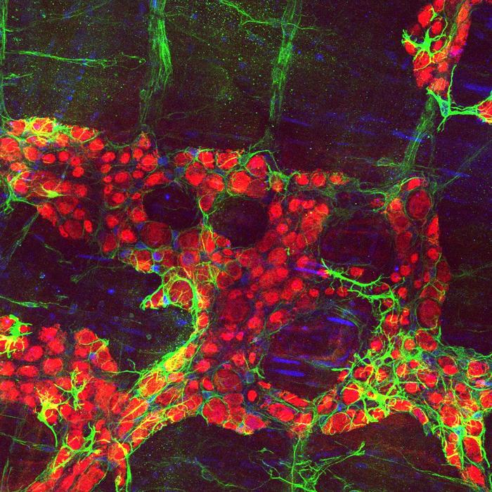 Neurons and glia in the enteric nervous system in the gastrointestinal tract