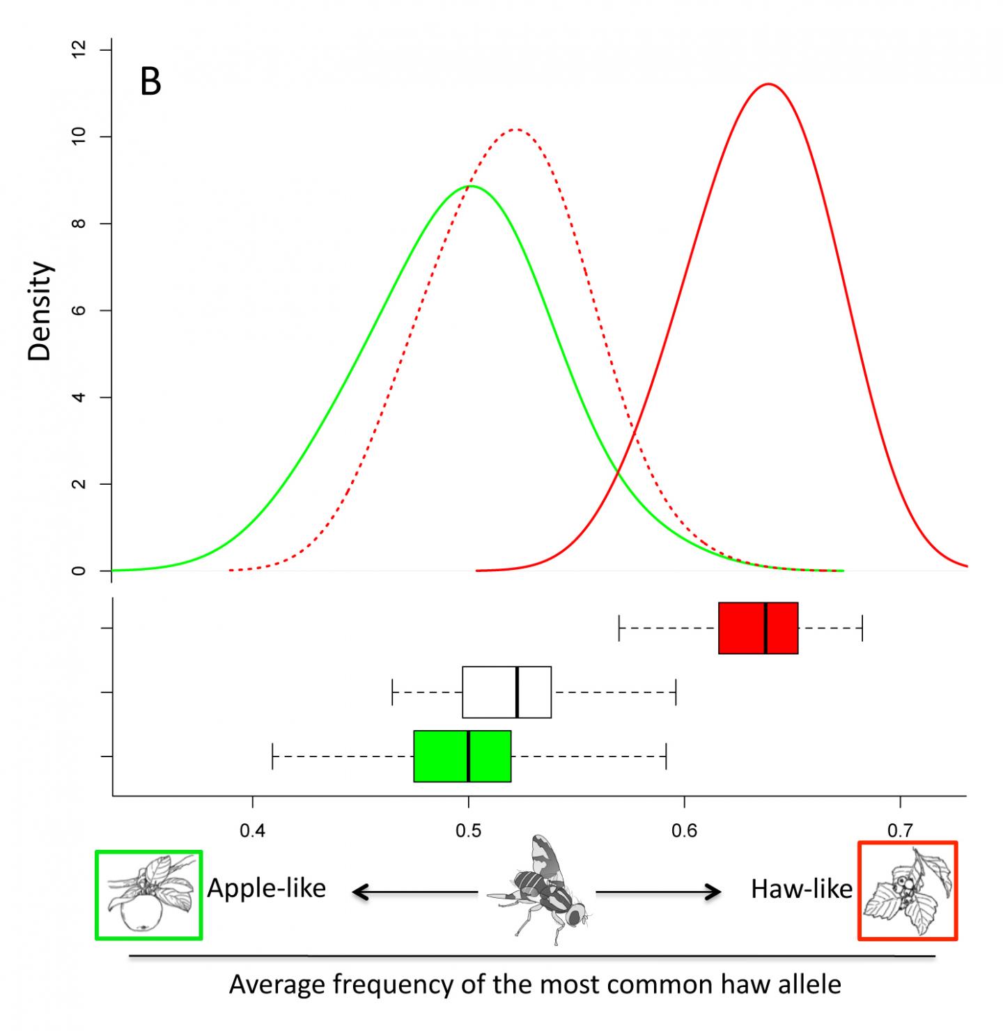 <i>Rhagoletis pomonella</i> Genomic Shift