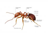 Ant Gland