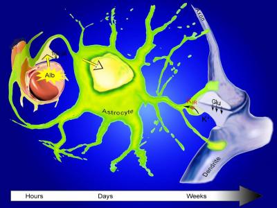 Albumen Triggers Cascade Leading to Neuron Death