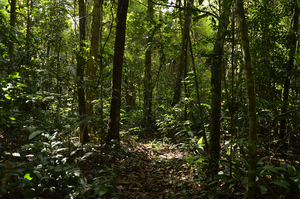 New research shows recovering tropical forests offset just one quarter of carbon emissions from new tropical deforestation and forest degradation