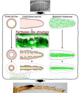 Final shape formation of the leg through transient formation of the Parthenon-like structure