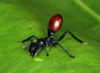 <i>Cephalotes atratus</i>