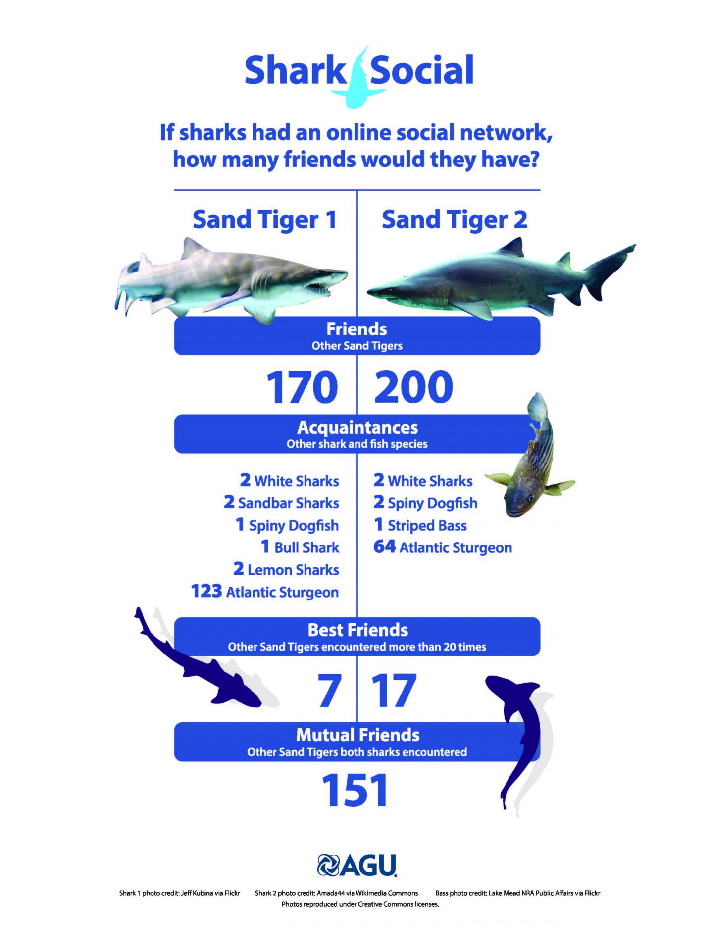 Shark Social Networks