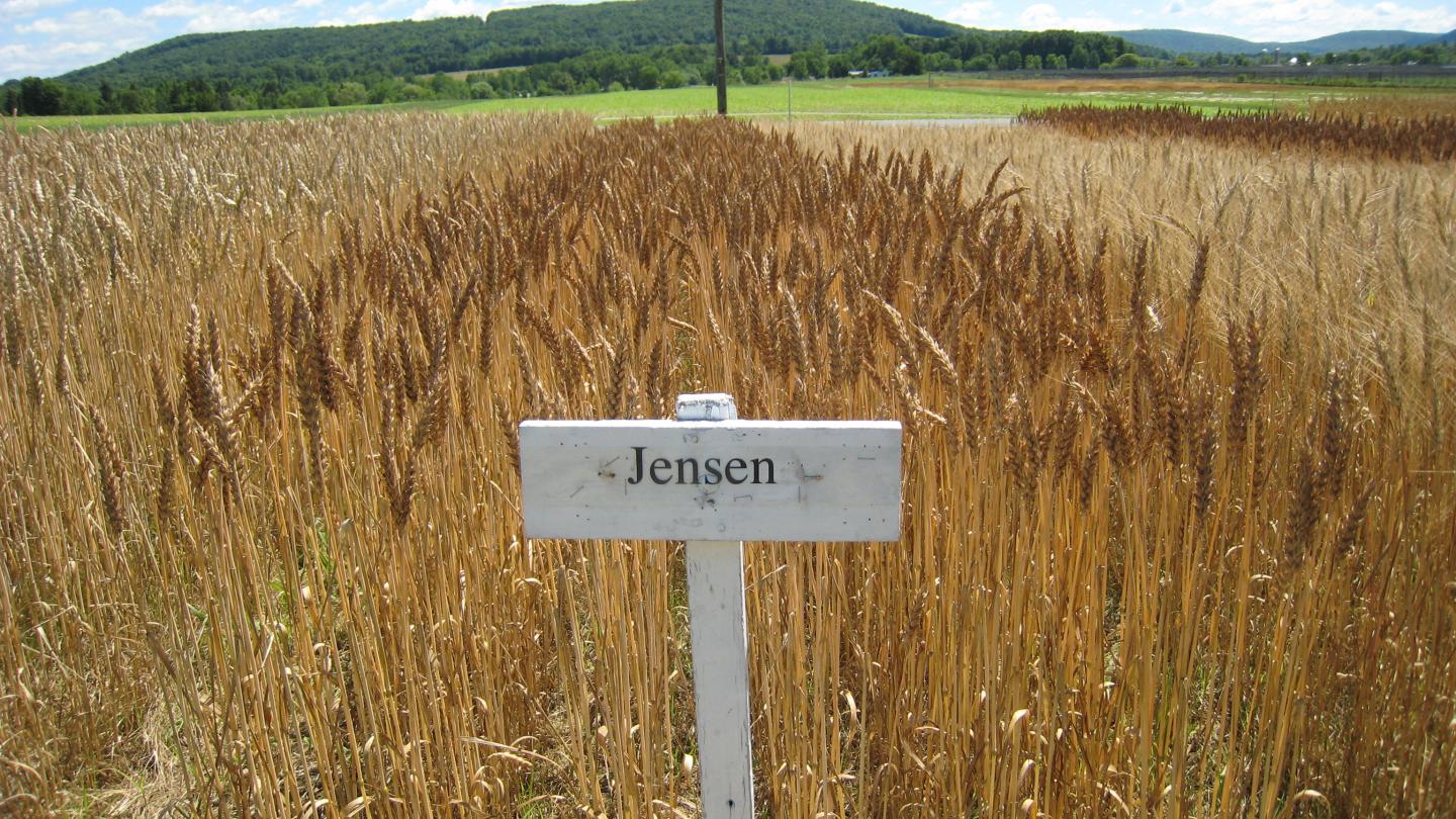 Jensen Wheat