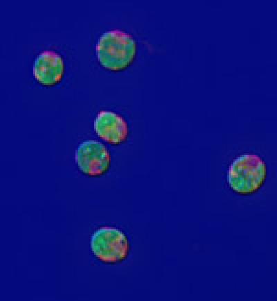 <i>Chlamydomonas reinhardtii</i>