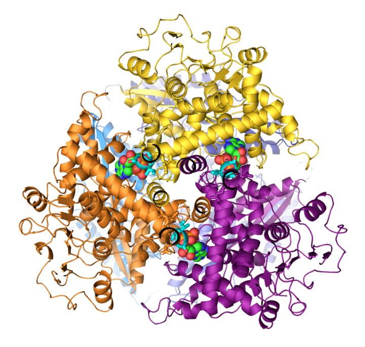 GDH Protein