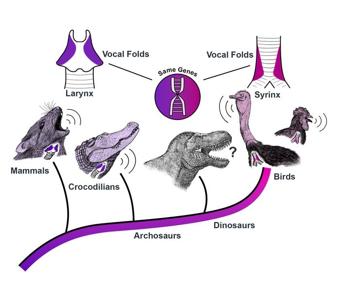 Syrinx and Larynx evolution figure