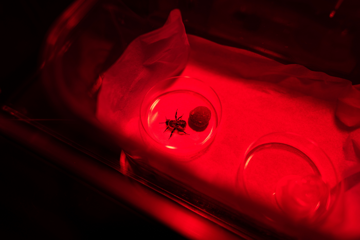 2022-Kocher-BumblebeePetri