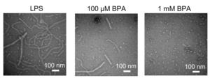 Fig 3a Wang et al