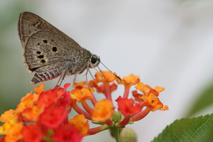 Butterfly in Malaysia