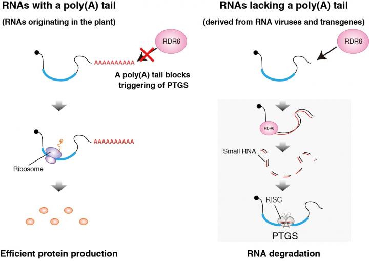 Plant Defense Mechanism Picks Up Enemy's Telltale
