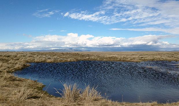 Wetland, Washington