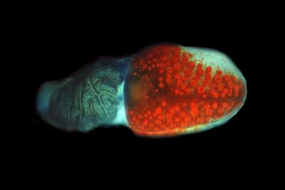 Seeing Starfish (3 of 3)