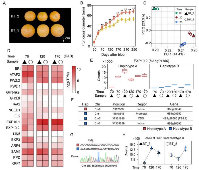 Integrative analysis of candidate genetic factors affecting fruit size in sweet orange.