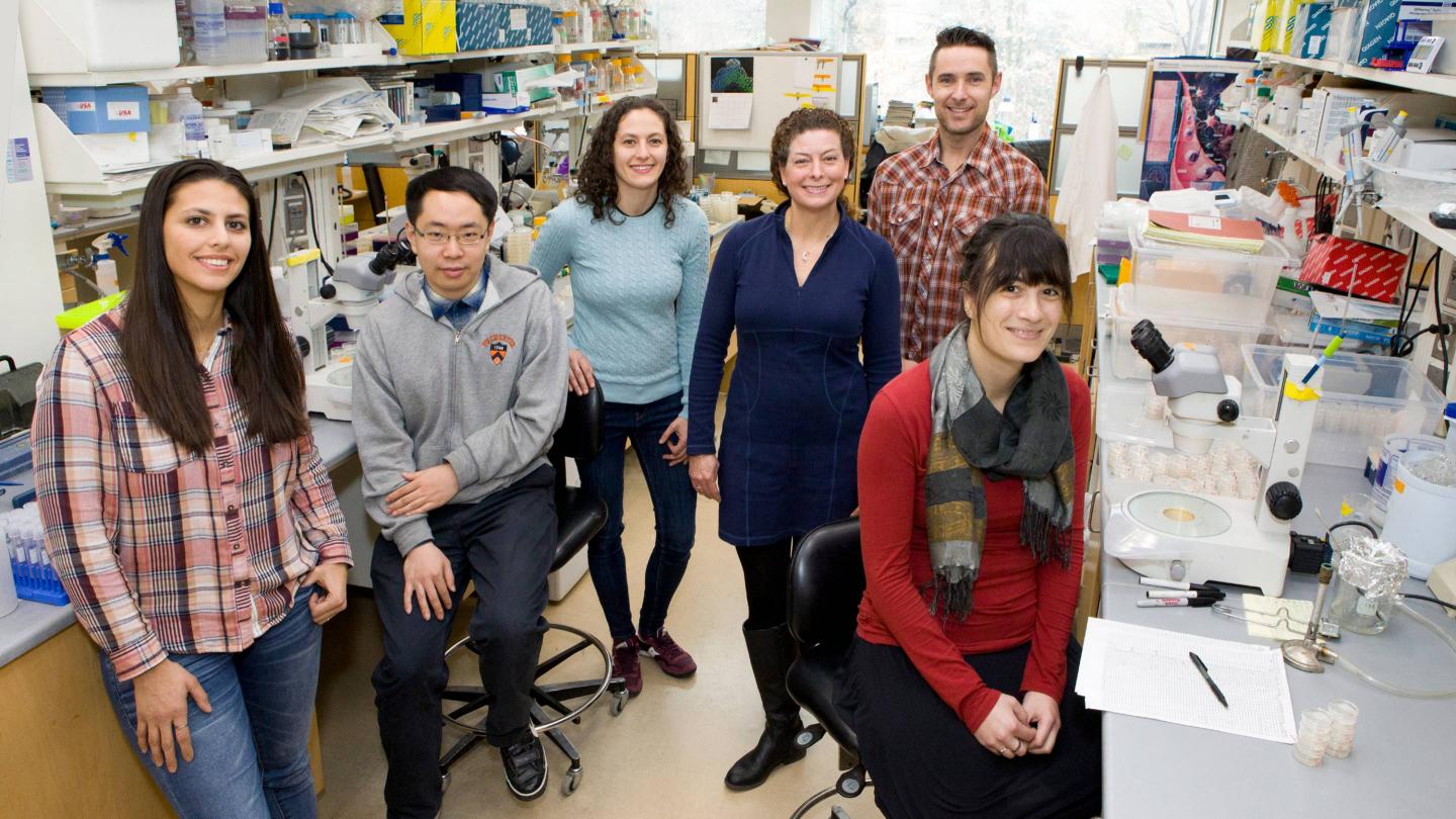Princeton Researchers Who Have Identified Mechanism to Extend Egg Viability