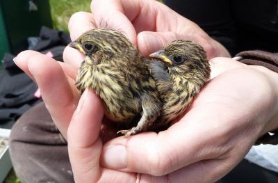 Young Savannah Sparrows