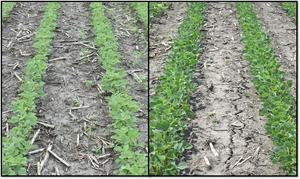 Early-planted and Conventional-planted Soybean at POST.