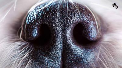 Why Do Dogs Smell Each Other's Behinds? Chemical Communication Explained (Video)