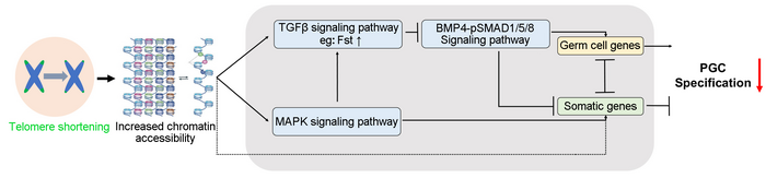 Schematic Diagram Illustrating [image] Eurekalert Science News Releases