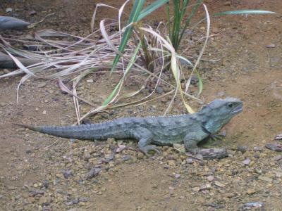 Tuatara