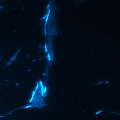 <i>E. coli</i> Cells