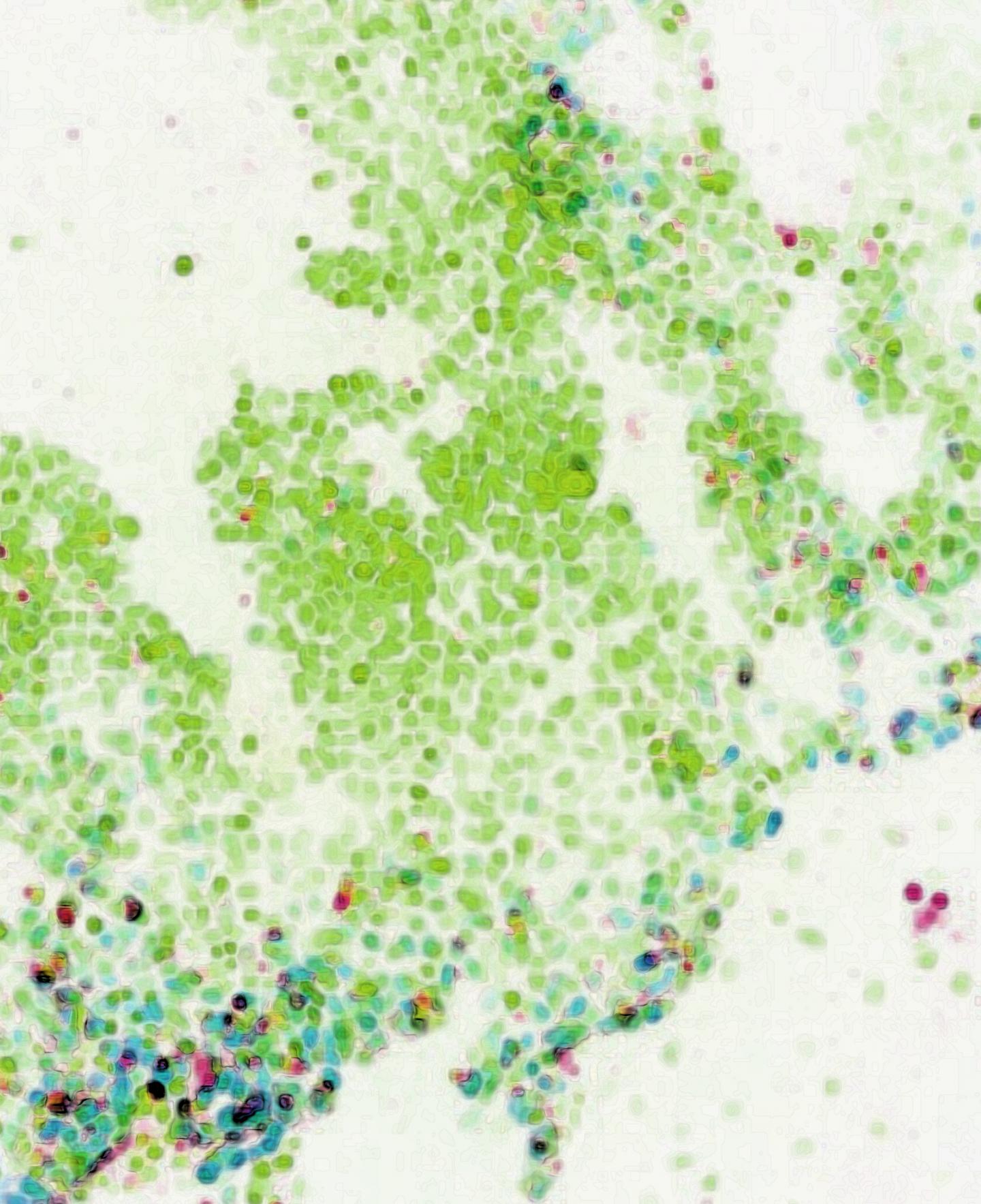 Key Factor Maintains Stem Cell Identify