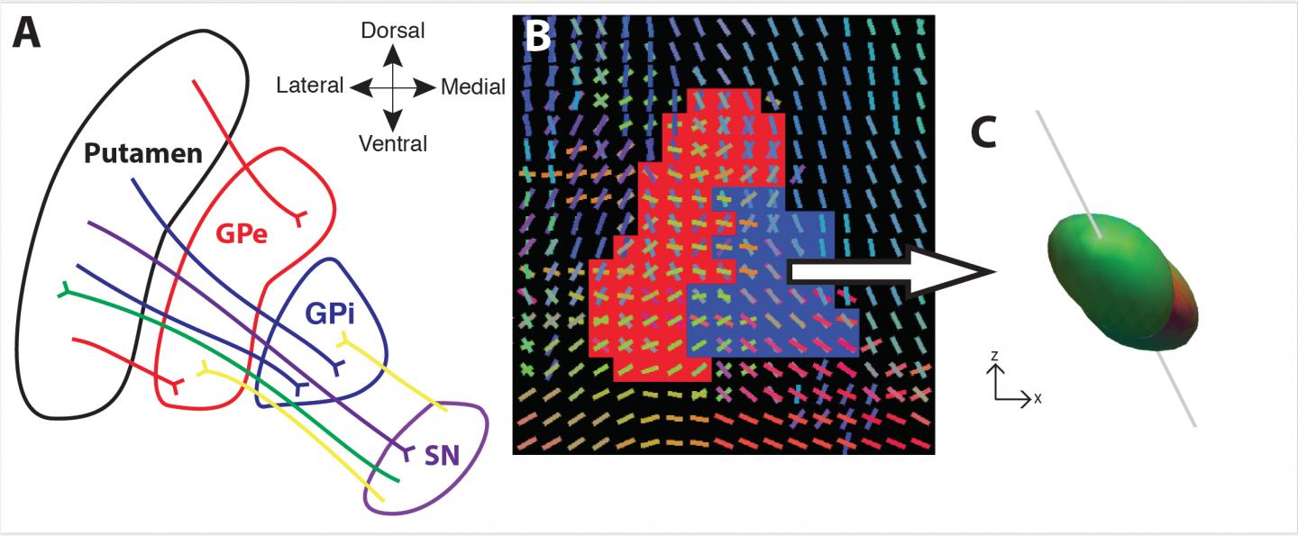 Carnegie Mellon BrainHub Scientists Visualize Critical Part of Basal Ganglia Pathways