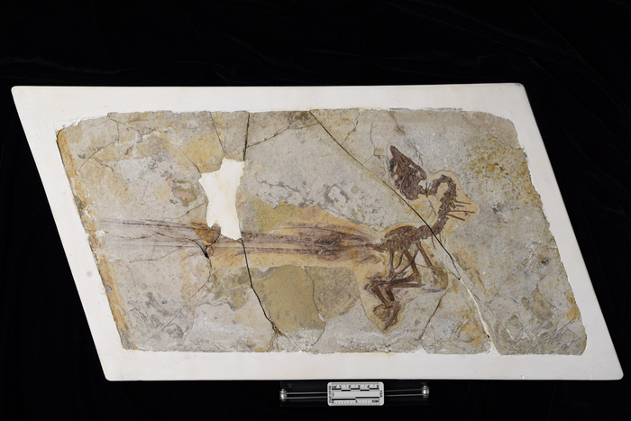Holotype