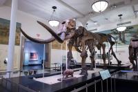 Mastodons traveled vast distances across North America to adapt to climate change