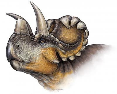 <em>Wendiceratops pinhornensis</em>