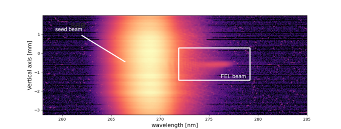 The first controllable laser flash from a free-electron laser driven by a plasma accelerator: FEL-beam at the right side of "seeded" light.