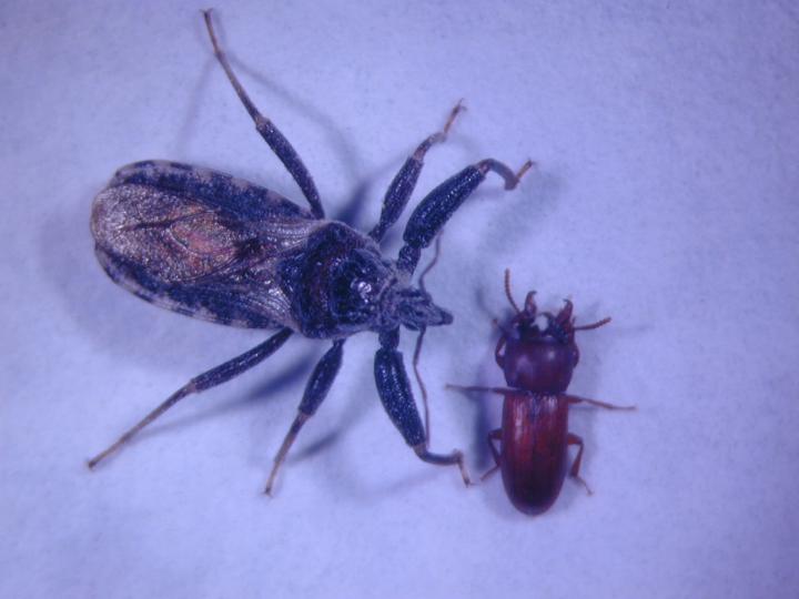 An Assassin Bug and a Broad-Horned Flour Beetle