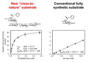 20240918-Koh-Esterase-Dynamics