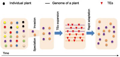 Expansion of Transposable Elements Explains Genetic Paradox of Biological Invasion