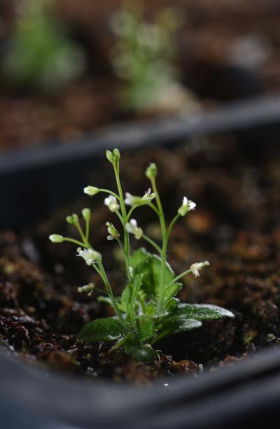 <I>Arabidopsis thaliana</I> (1 of 2)