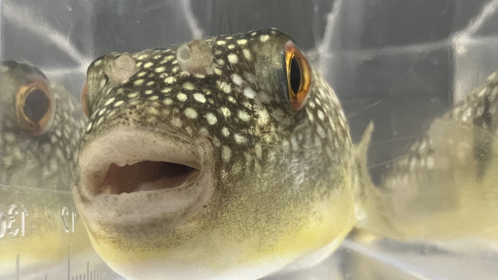 Grass puffer fish communicate with each other