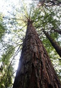 Coastal Redwood