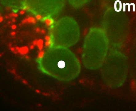 Germline Stem Cells Exhibit Two Long Delays during Cytokinesis