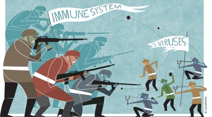 Immune System Fighting Viruses