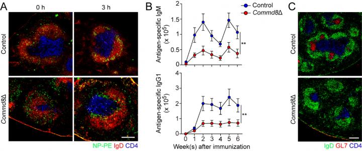 Figure 2: Deficiency of the COMMD3/8 Complex Impairs B Cell Migration and Humoral Immune Responses