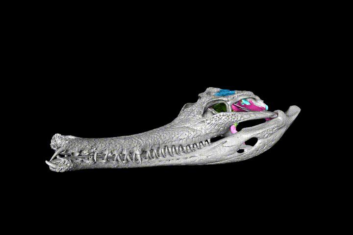 A 3D skull model of the false gharial Tomistoma schlegelii