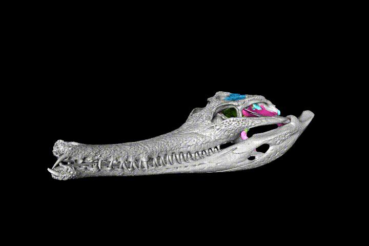 gharial skull