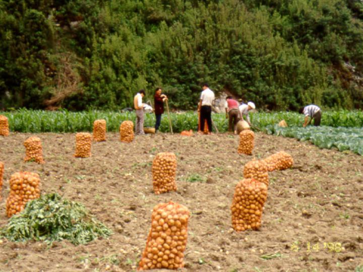 Harvesting Amidst Forest