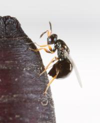 A <i>Nasonia vitripennis</i> female injecting venom into a fly pupa