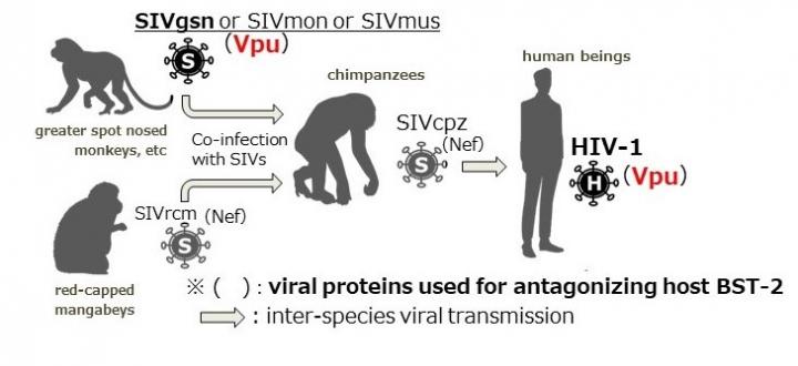 Survival of the fittest: How primate immunodeficiency viruses are