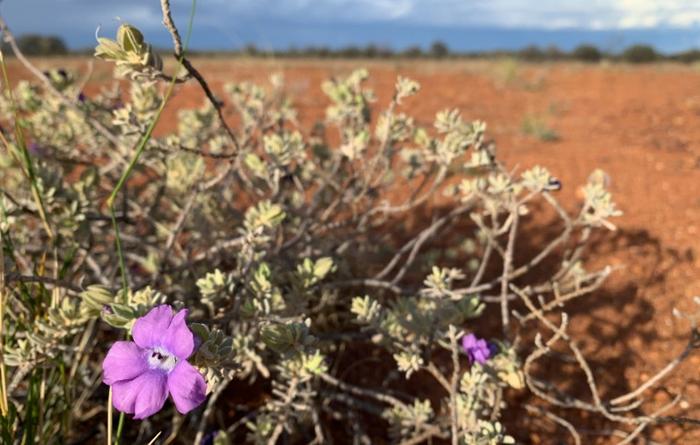 Desert fuschia