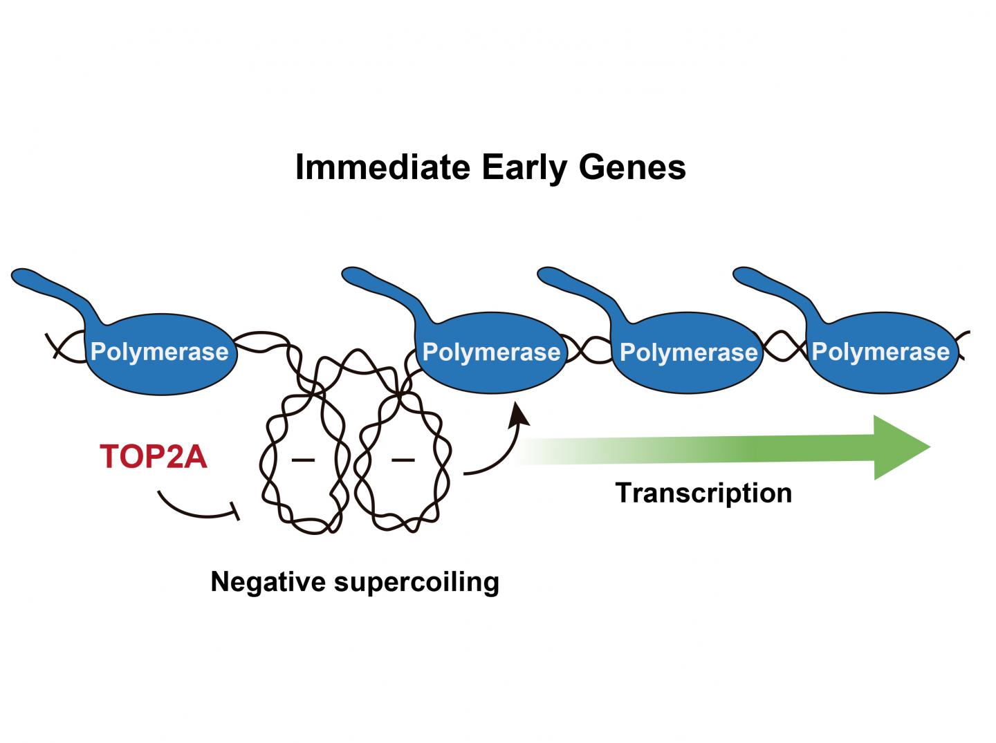 TOP2A Relieves Negative Supercoiling at Gene Promoters, Which Prevents the Advance RNA Polymerase