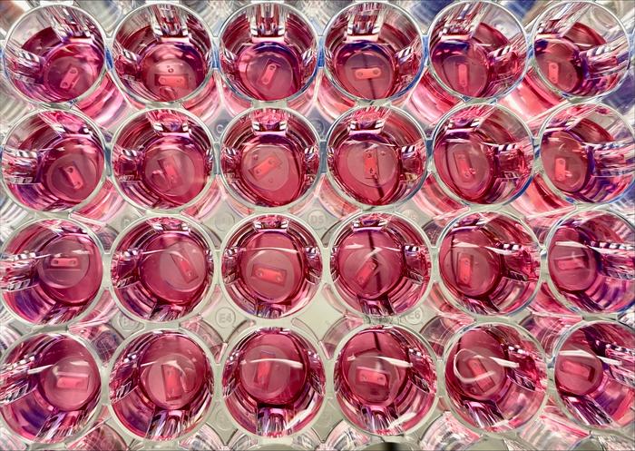 Process of fabricating human 3D skeletal muscle tissues.